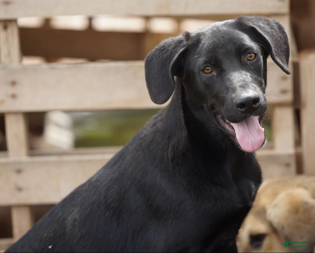 Mixed Breed dogs for sale: Toes M Cream - Ad 22