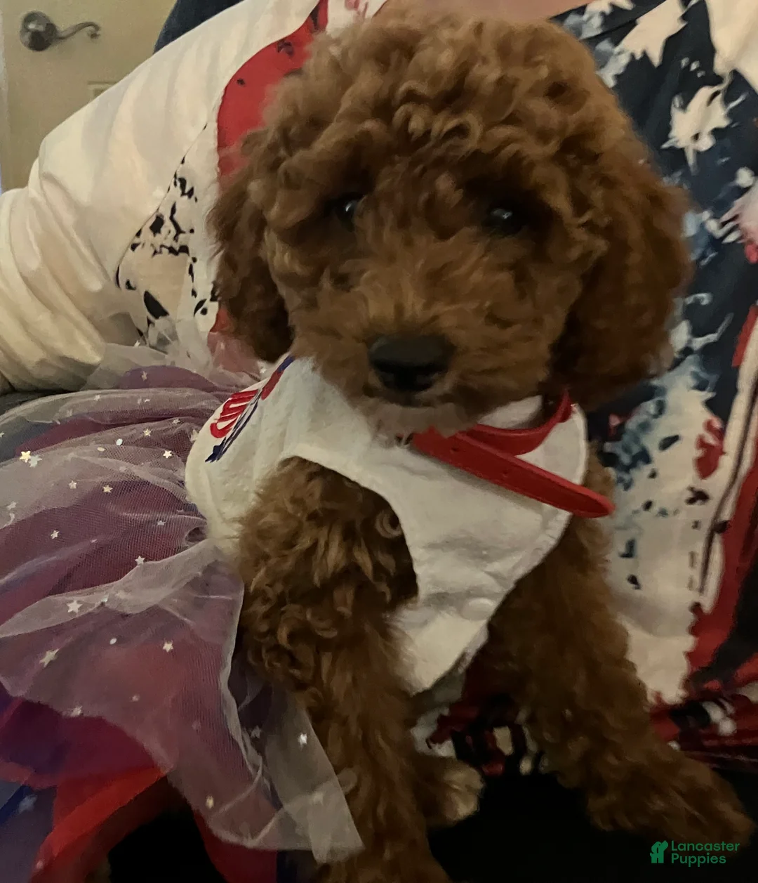 Miniature Poodle dogs for sale: Sugar - Ad 2