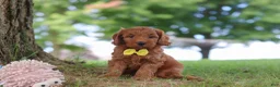 Mini Goldendoodle dogs for sale: Gizmo - Ad 6