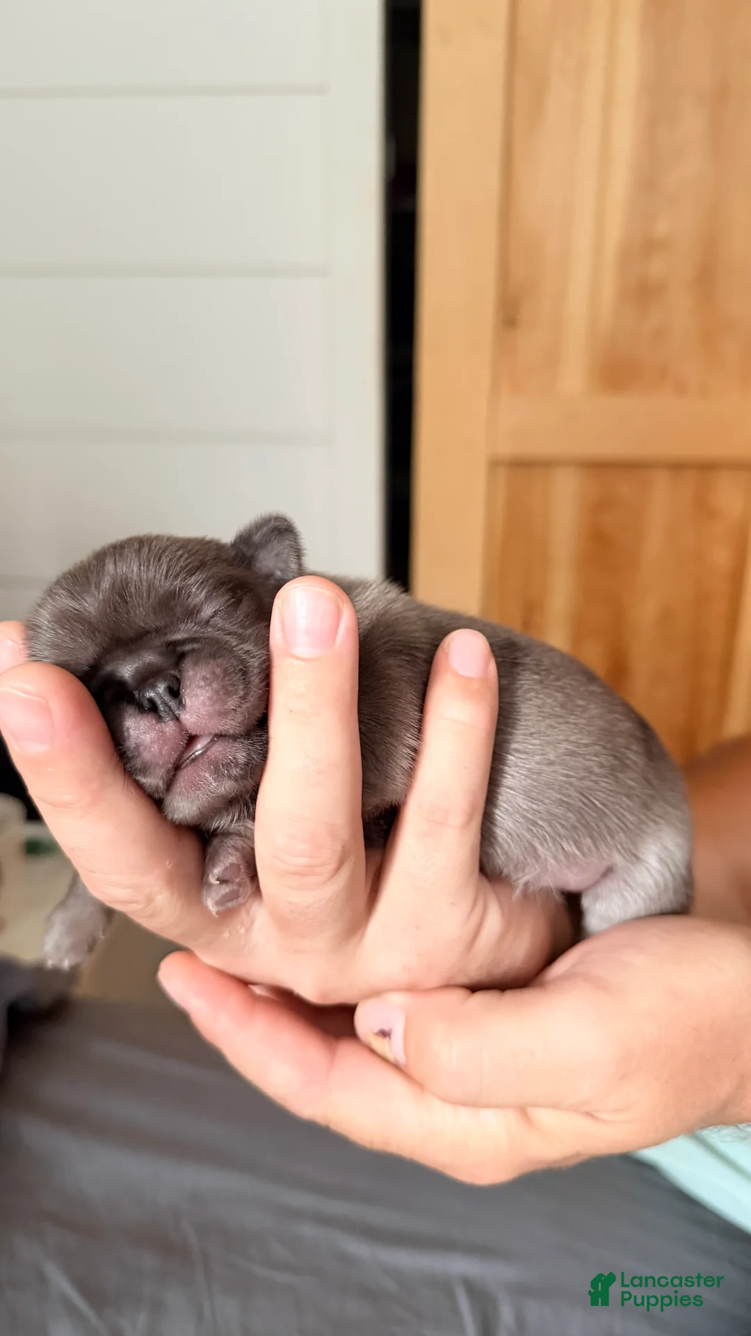 Pug dogs for sale: Cappuccino - Ad 1
