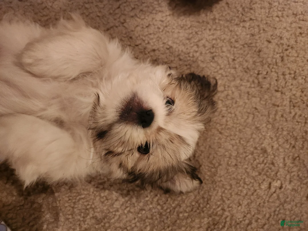 Mixed Breed dogs for sale: Mixed Breed Puppy 1 - Ad 3