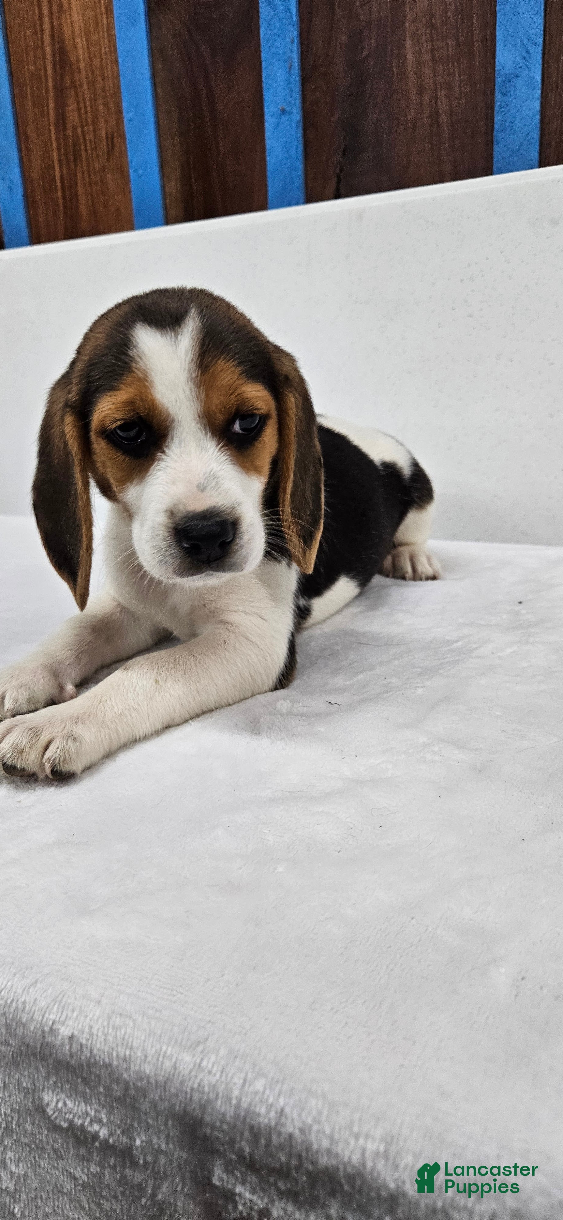 Beagle dogs Roxy - Ad 2