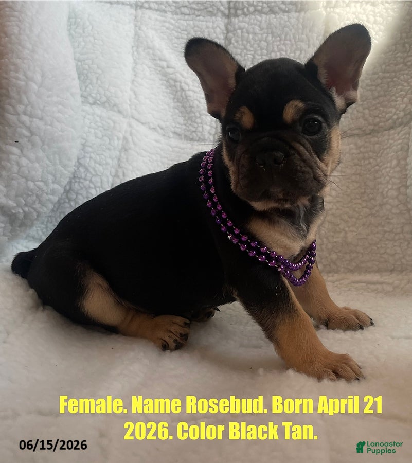 French Bulldog dogs Rosebud - Ad 1