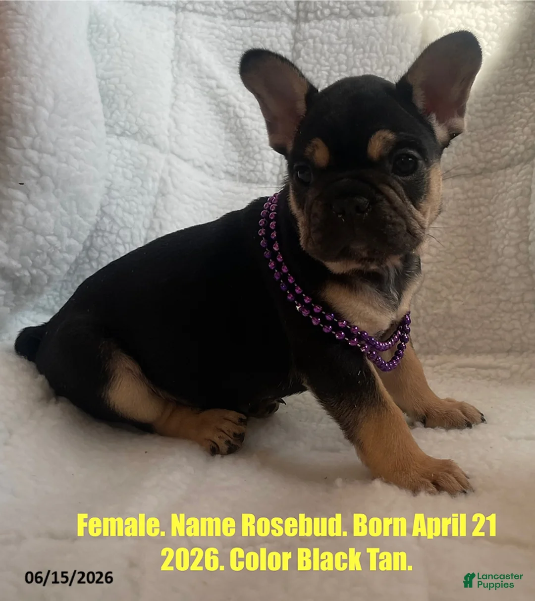 French Bulldog dogs for sale: Rosebud - Ad 1