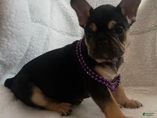 French Bulldog dogs for sale: Rosebud - Ad 3