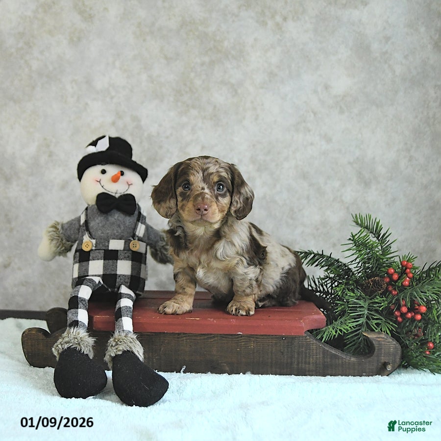 Miniature Dachshund dogs Louie - Ad 31