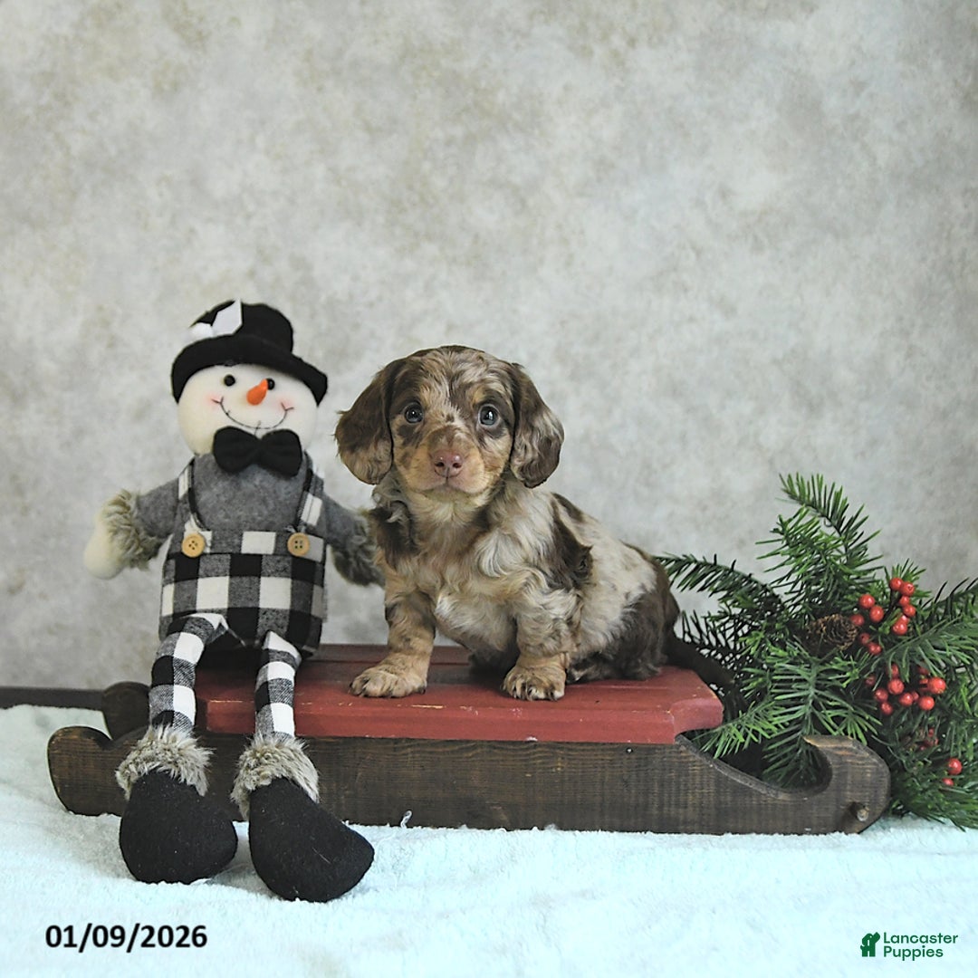 Miniature Dachshund dogs for sale: Louie - Ad 1