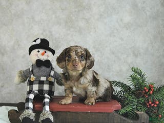 Miniature Dachshund dogs Louie - Ad 31