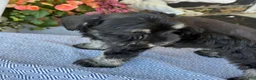 Miniature Schnauzer dogs for sale: Lovely - Ad 6