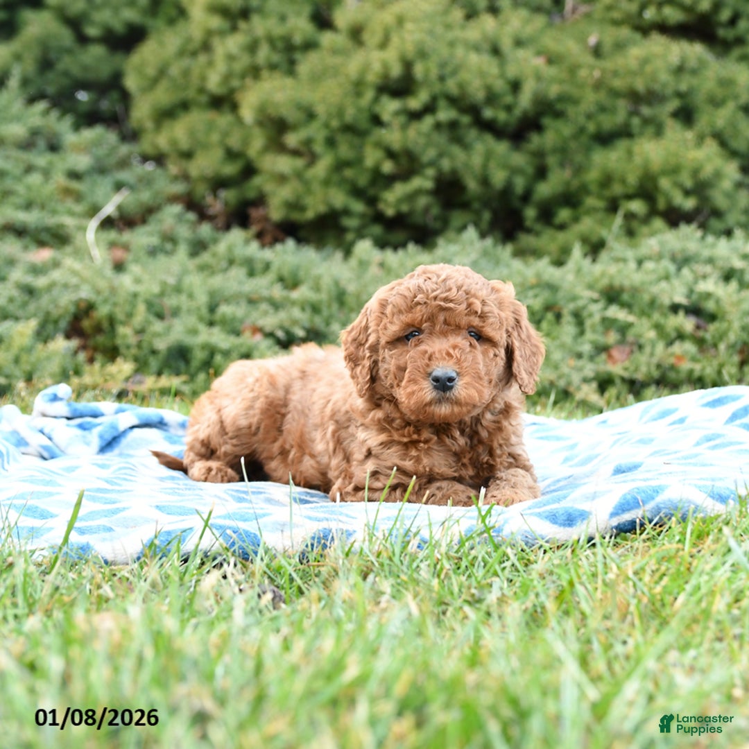Mini Goldendoodle dogs for sale: Simba - Ad 5