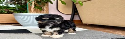 Havapoo dogs for sale: Havapoo boy 1 TriColor - Ad 4