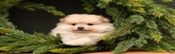 Pomeranian dogs for sale: Chase - Ad 1