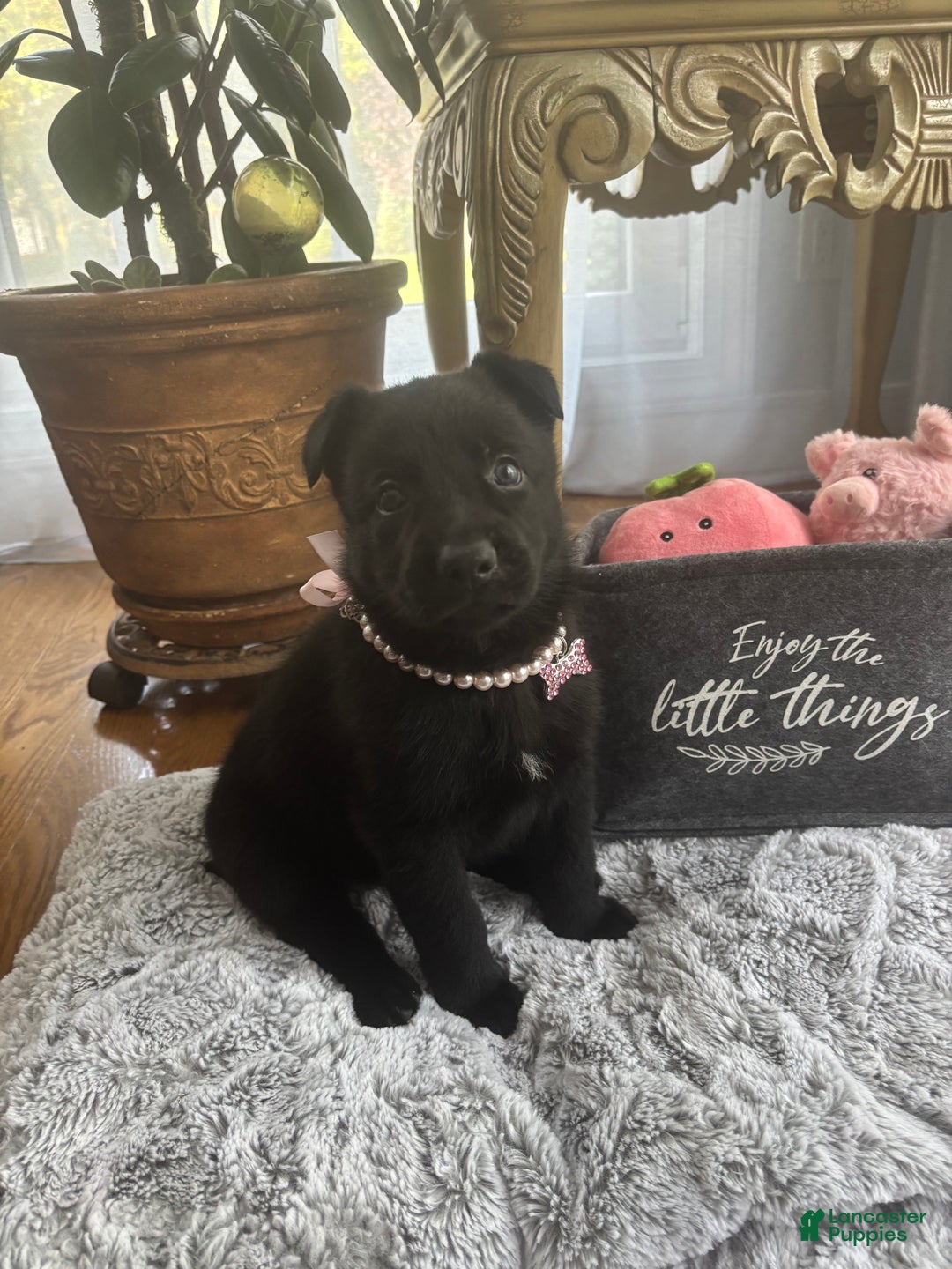 German Shepherd dogs for sale: Pink - Ad 2