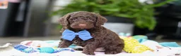 Goldendoodle dogs for sale: Bear - Ad 4