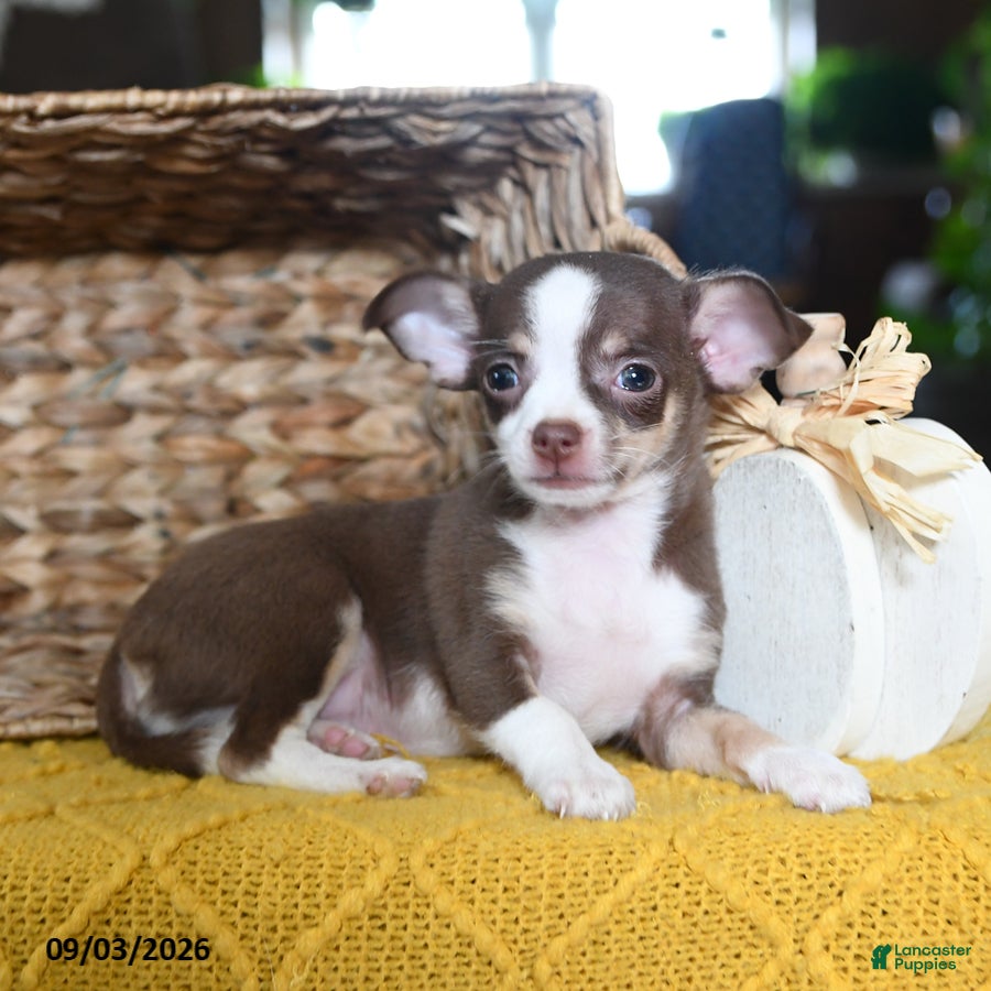 Chihuahua dogs Choco  - Ad 2