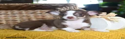 Chihuahua dogs for sale: Choco  - Ad 2