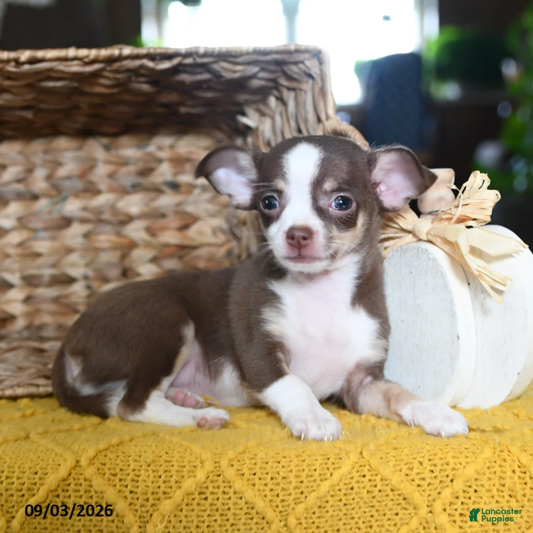 Chihuahua dogs for sale: Choco  - Ad 2