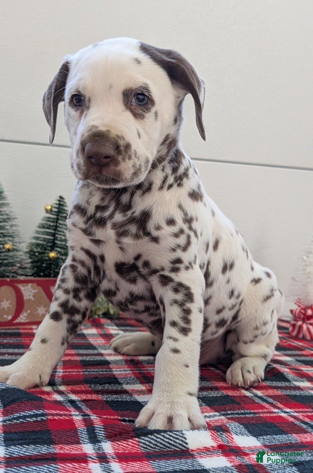 Dalmatian dogs for sale: Marshall - Ad 5