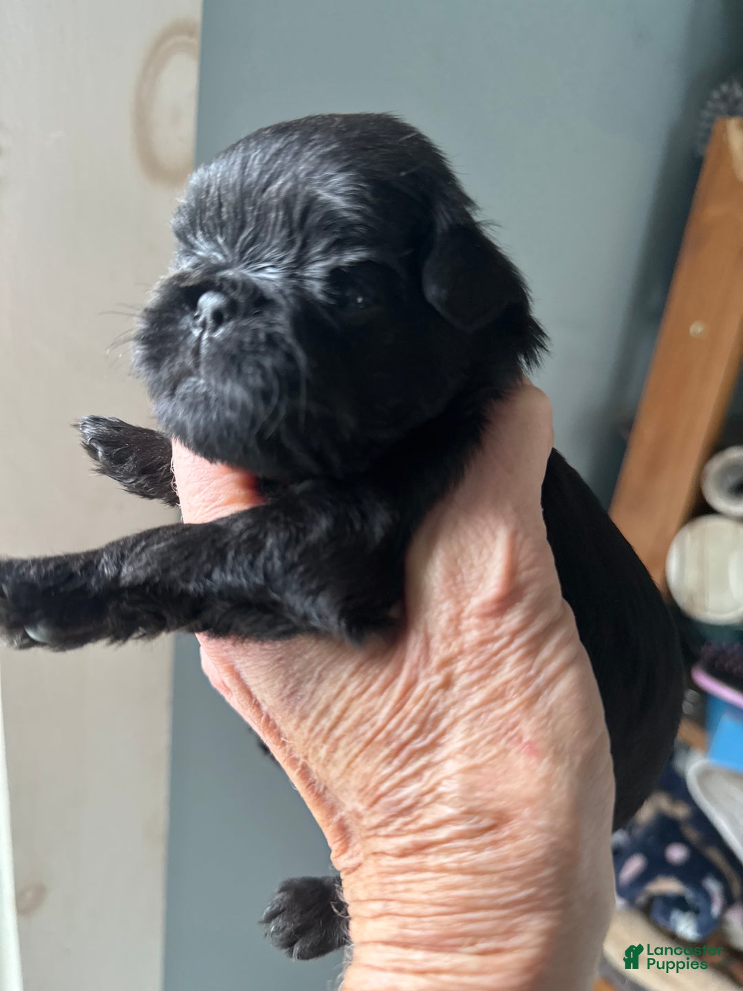 Brussels Griffon dogs for sale: Colton - Ad 7