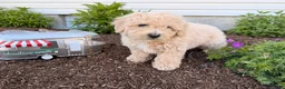 Bichpoo dogs for sale: Matthew  - Ad 1