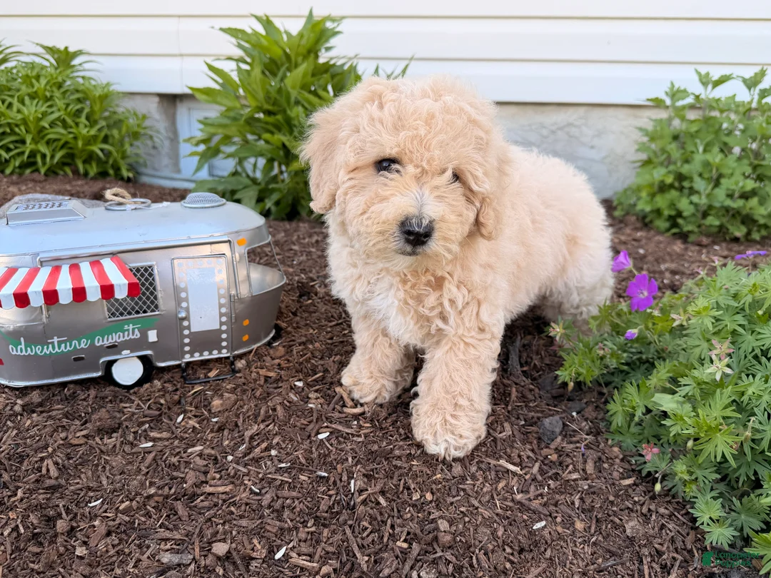 Bichpoo dogs for sale: Matthew  - Ad 1