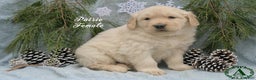 Golden Retriever dogs for sale: Patsie - Ad 3