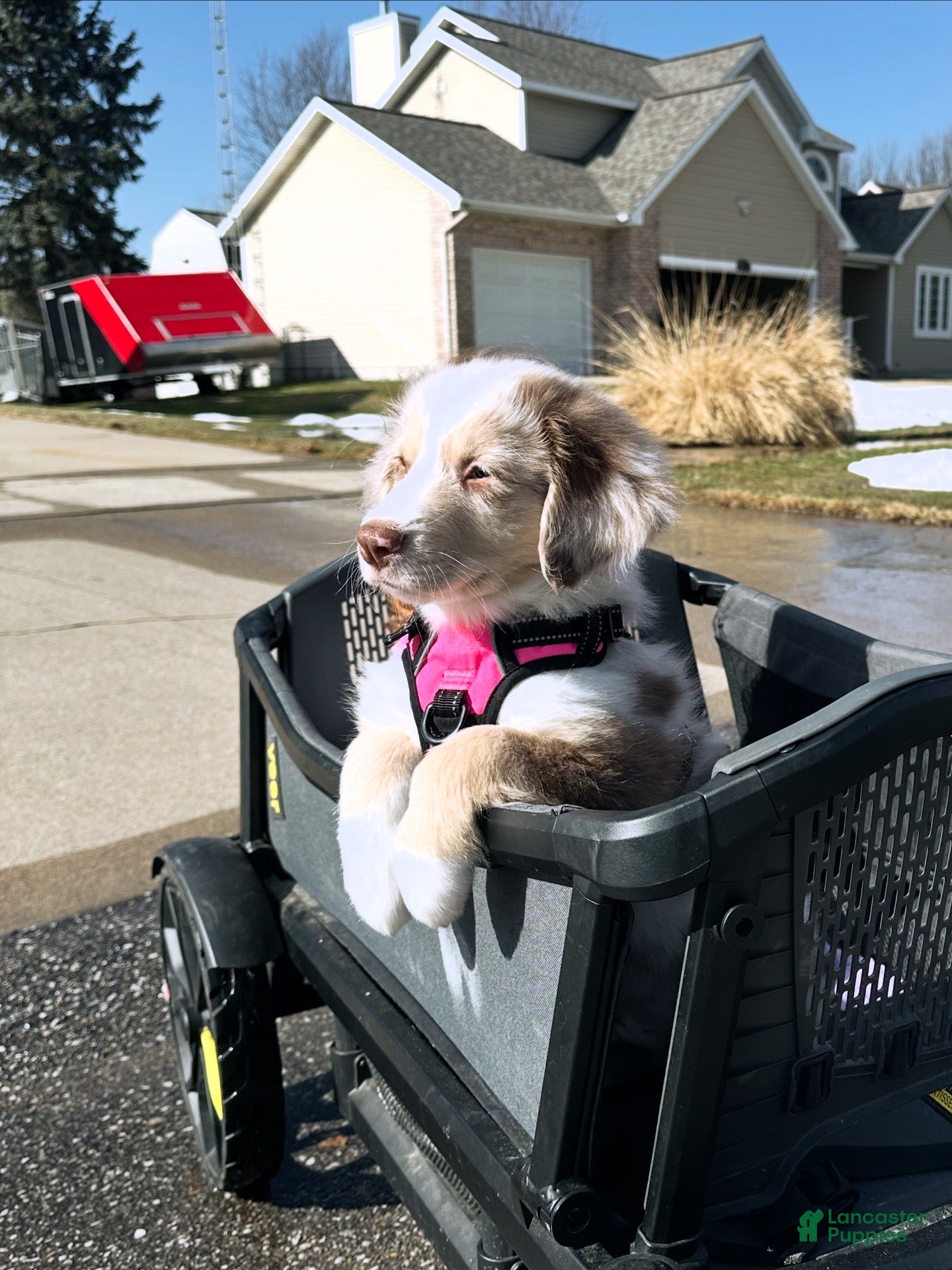 Australian Shepherd dogs Red Sausage - Ad 9