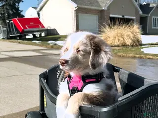 Australian Shepherd dogs Red Sausage - Ad 9