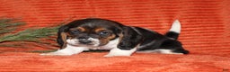 Basset Hound dogs for sale: Silvester - Ad 4