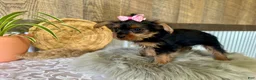Yorkshire Terrier dogs for sale: Sharla - Ad 9