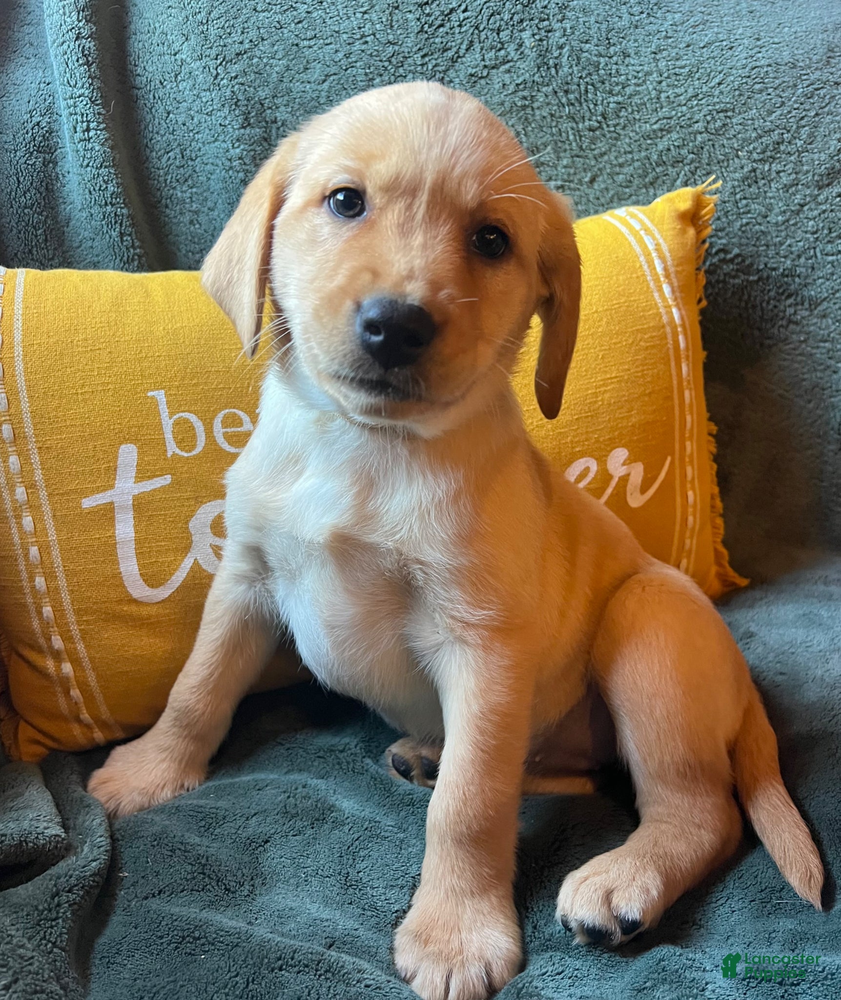 Labrador Retriever dogs Daffodil  - Ad 27