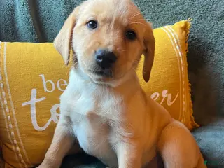 Labrador Retriever dogs Daffodil - Ad 27