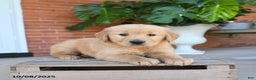 Golden Retriever dogs for sale: Gunner - Ad 5
