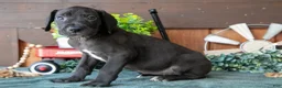 Great Dane dogs for sale: Tulip - Ad 1