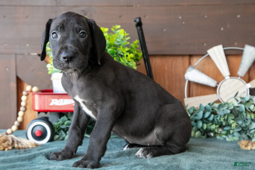 Great Dane dogs for sale: Tulip - Ad 1