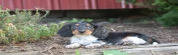 Miniature Dachshund dogs for sale: Buster  - Ad 5