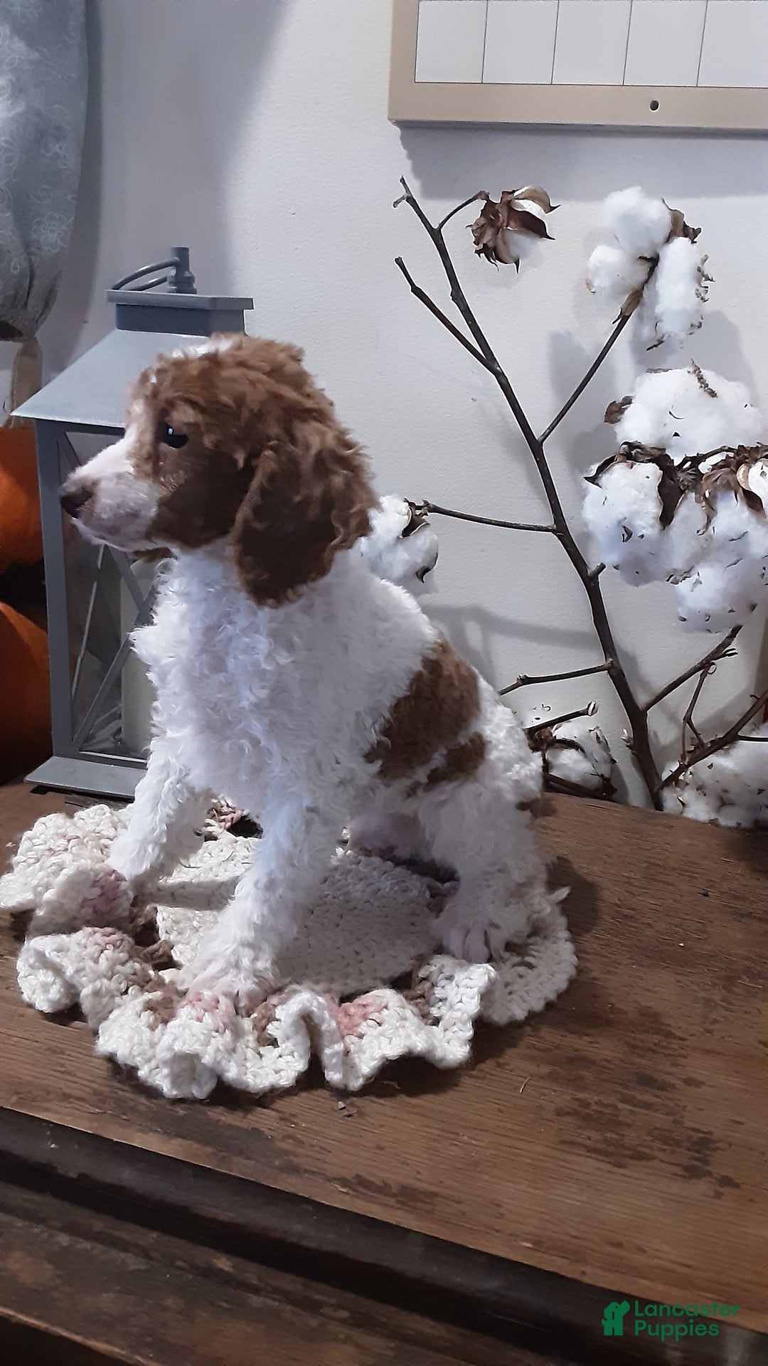 Toy Poodle dogs for sale: Toby - Ad 2