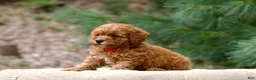 Miniature Poodle dogs for sale: Miniature Poodle 4 - Ad 2