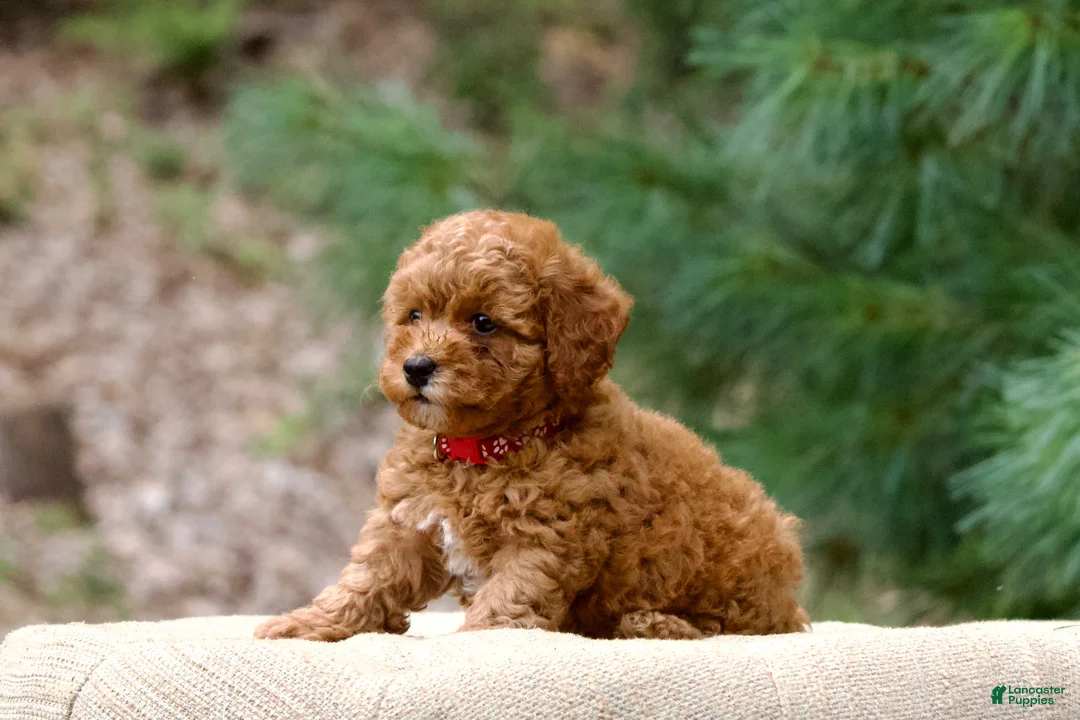 Miniature Poodle dogs for sale: Miniature Poodle 4 - Ad 2