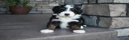 Mini Bernedoodle dogs for sale: Jewel - Ad 16