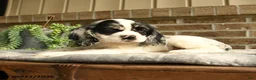 English Cocker Spaniel dogs for sale: Caroline - Ad 2