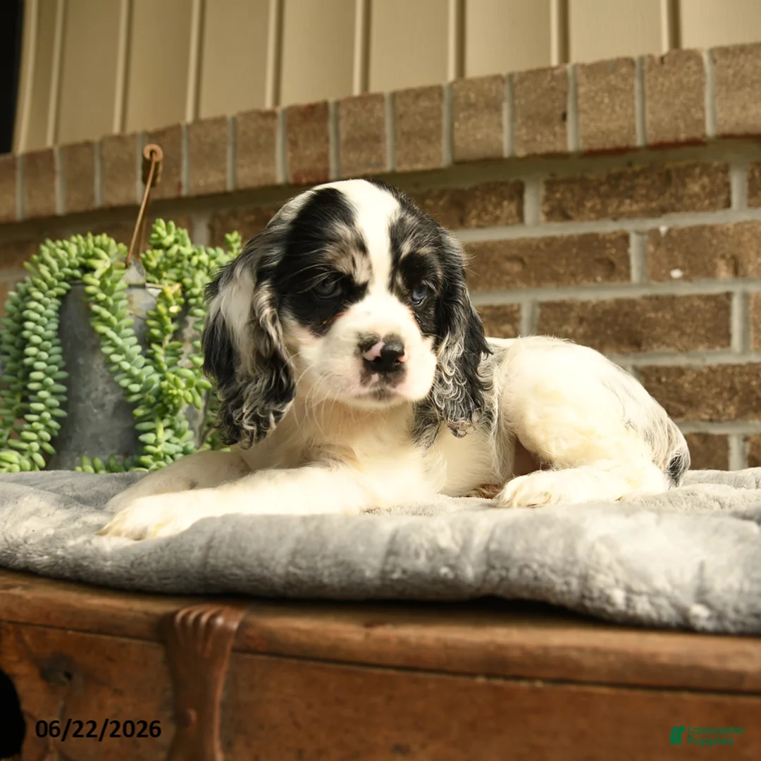 English Cocker Spaniel dogs for sale: Caroline - Ad 2