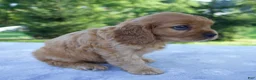 Mixed Breed dogs for sale: Romeo - Ad 5