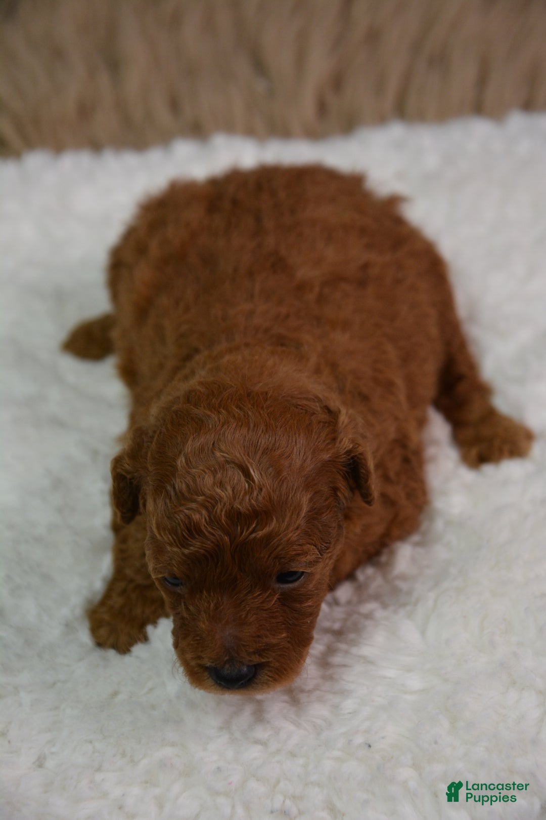 Toy Poodle dogs for sale: Toy Poodle Puppy 1 - Ad 11