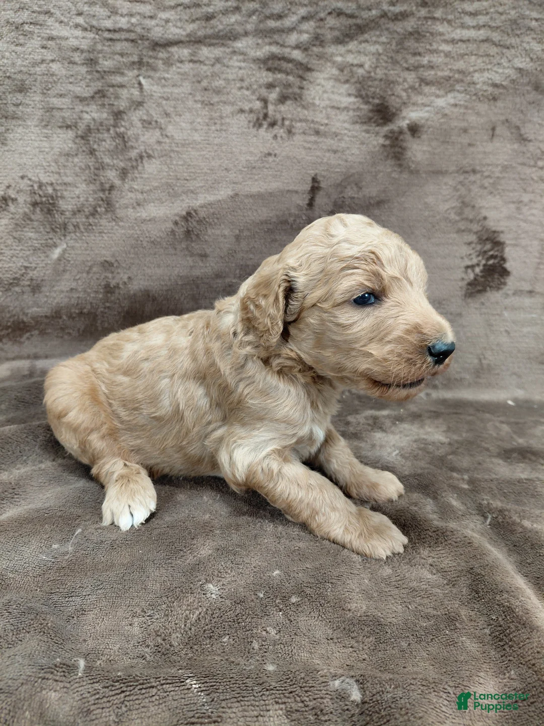 Goldendoodle dogs for sale: Finn Standard  - Ad 8