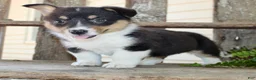 Mixed Breed dogs for sale: Maxine - Ad 6