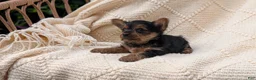 Yorkshire Terrier dogs for sale: Gemma - Ad 5
