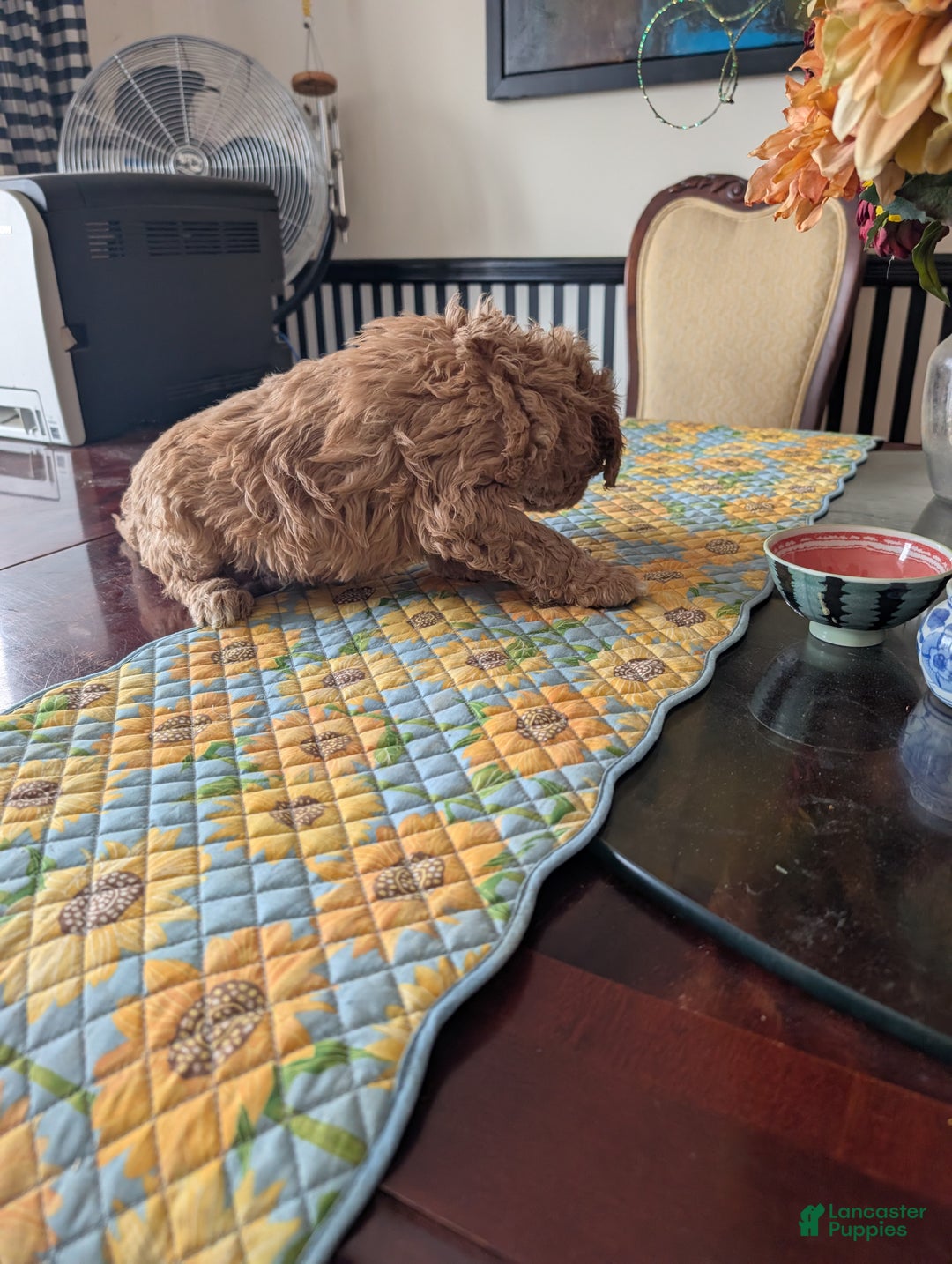 Goldendoodle dogs for sale: Steve - Ad 5