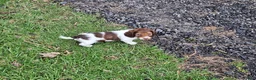 Miniature Dachshund dogs for sale: Willow - Ad 4