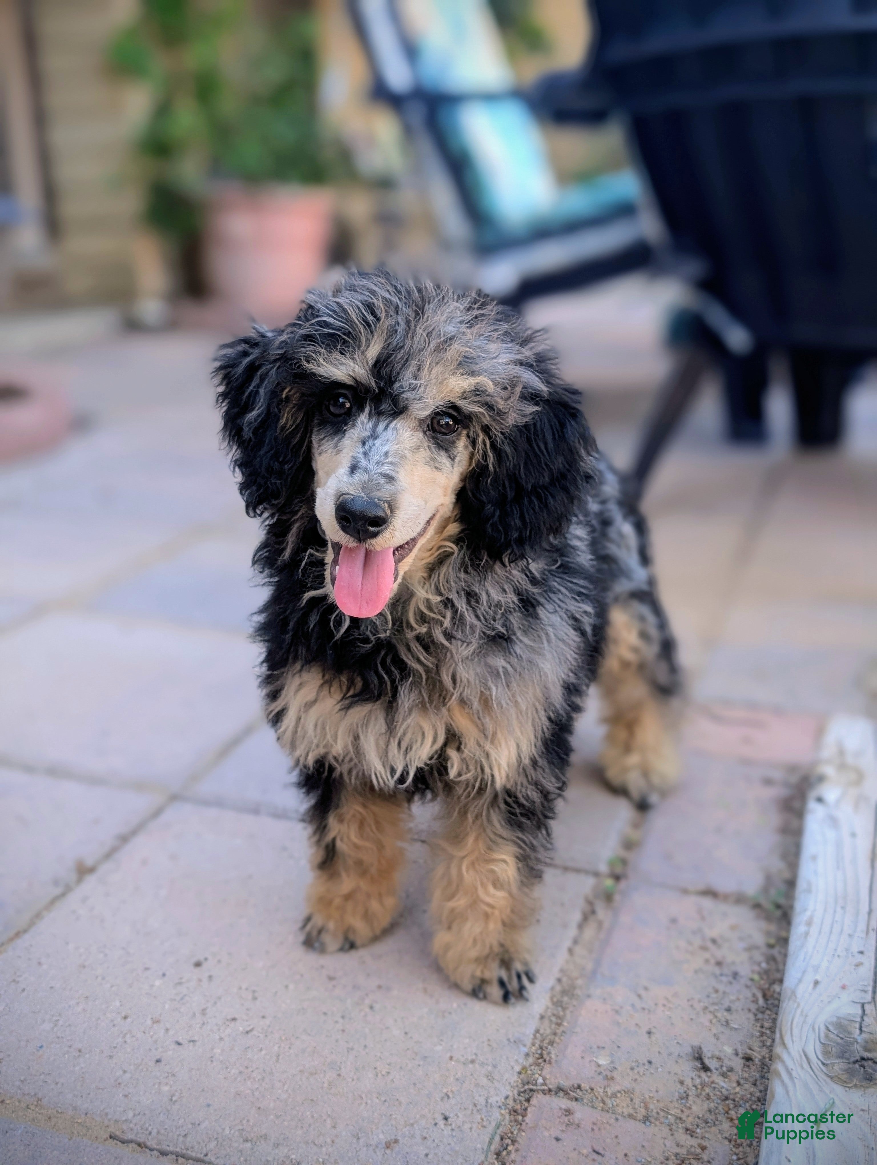 Miniature Poodle dogs Severus - Ad 11